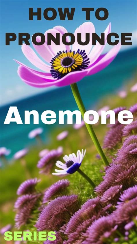 Pronounce anemone with Precision .
